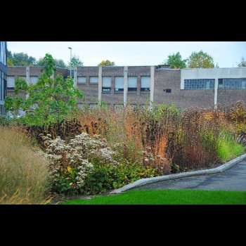 BIBLIOTHEEKTUIN - DENDERMONDE herfstbeeld (5)